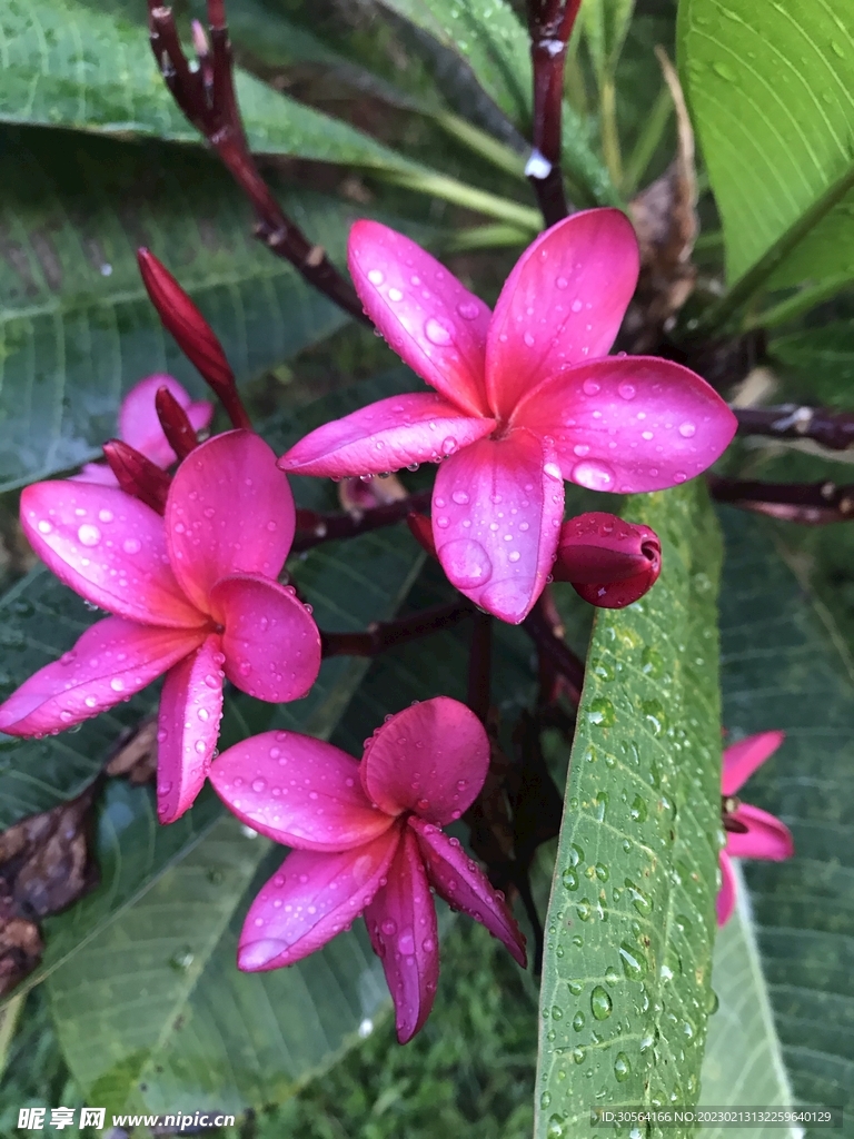 粉色小花