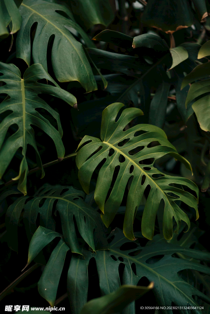 绿植绿叶