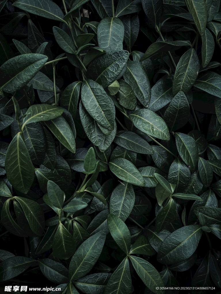 绿植绿叶