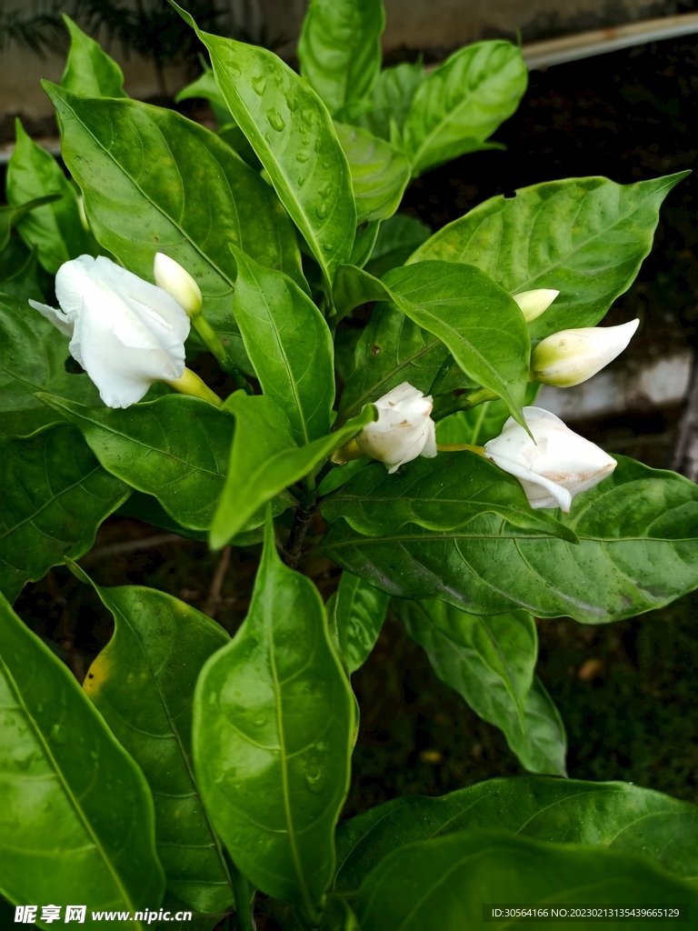 茉莉花