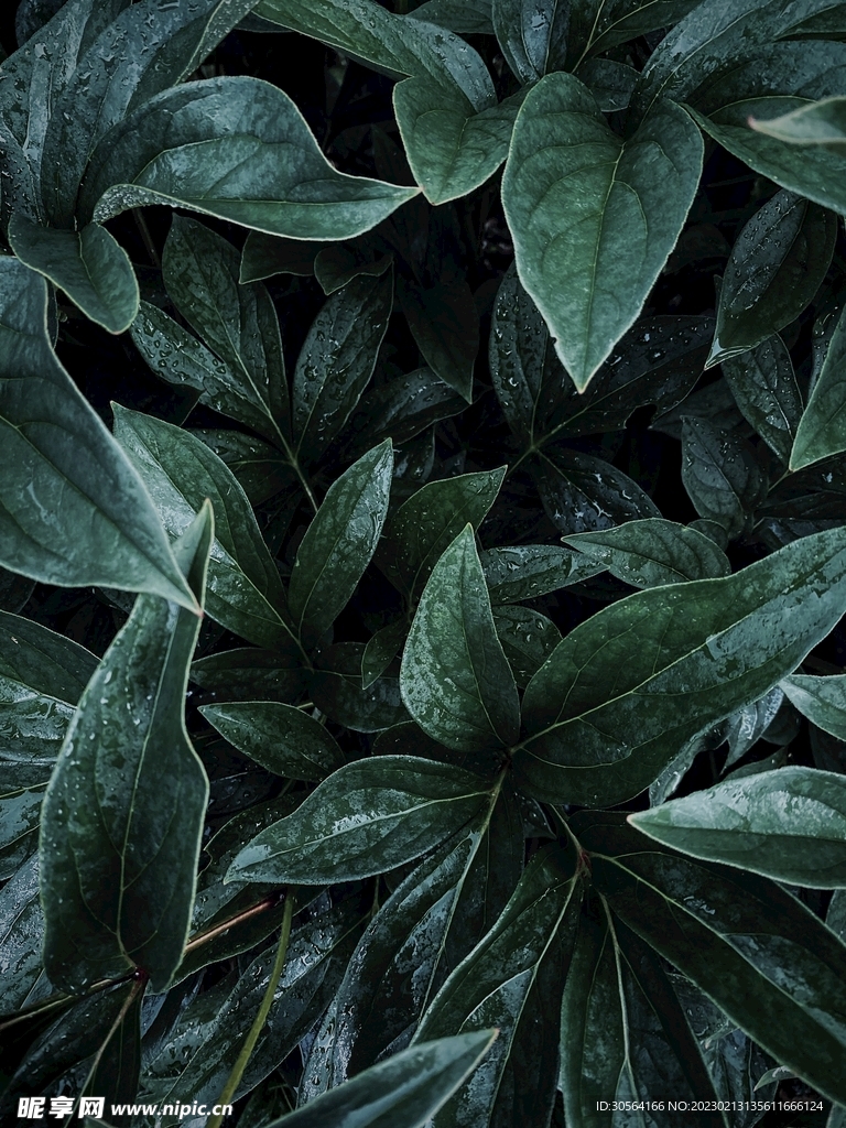 绿植绿叶