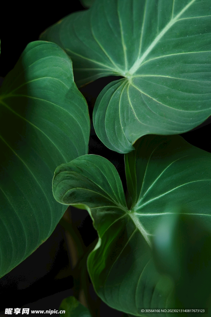 绿植绿叶