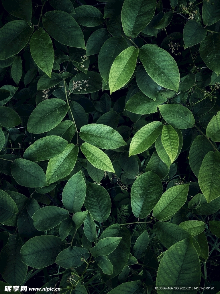 绿植绿叶