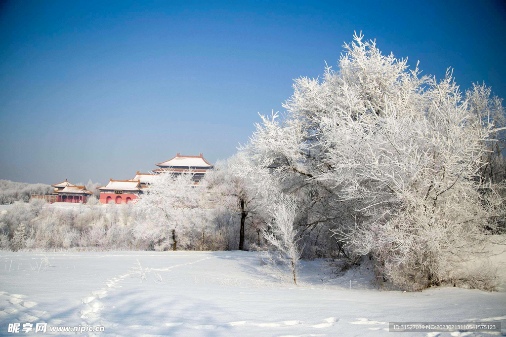 被雪覆盖的树