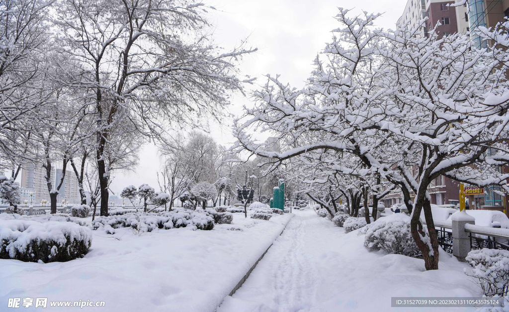 树木雪景