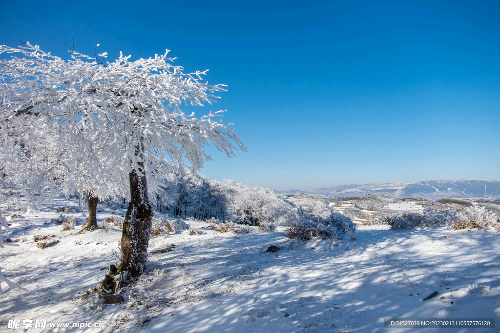 树枝上的雪