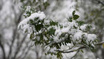 树枝上的雪特写