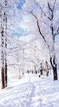 森林雪景