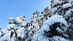 被雪覆盖的树枝