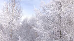森林雪景仰拍