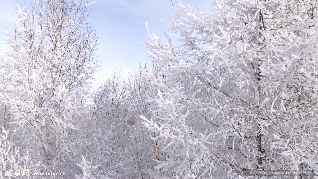 森林雪景仰拍