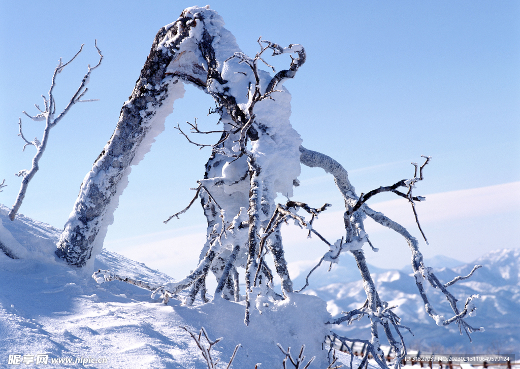 被雪压弯的树枝