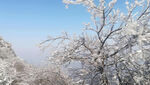 树木雪景