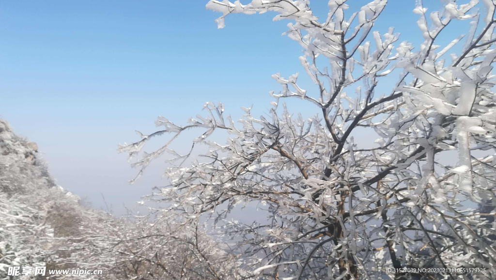 树木雪景