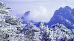 树木雪景 