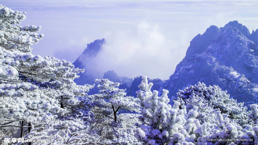 树木雪景 