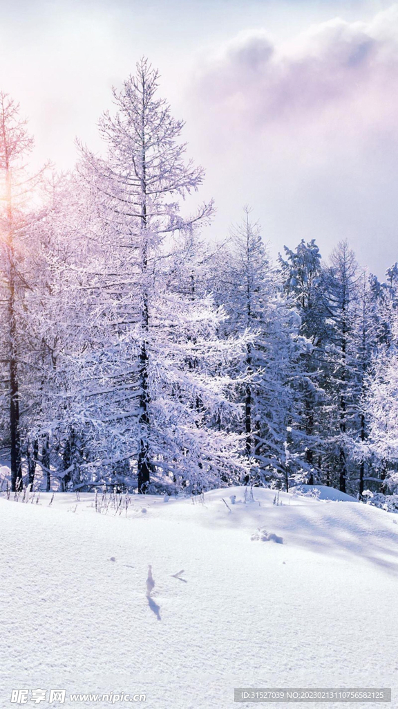 雪松高清摄影