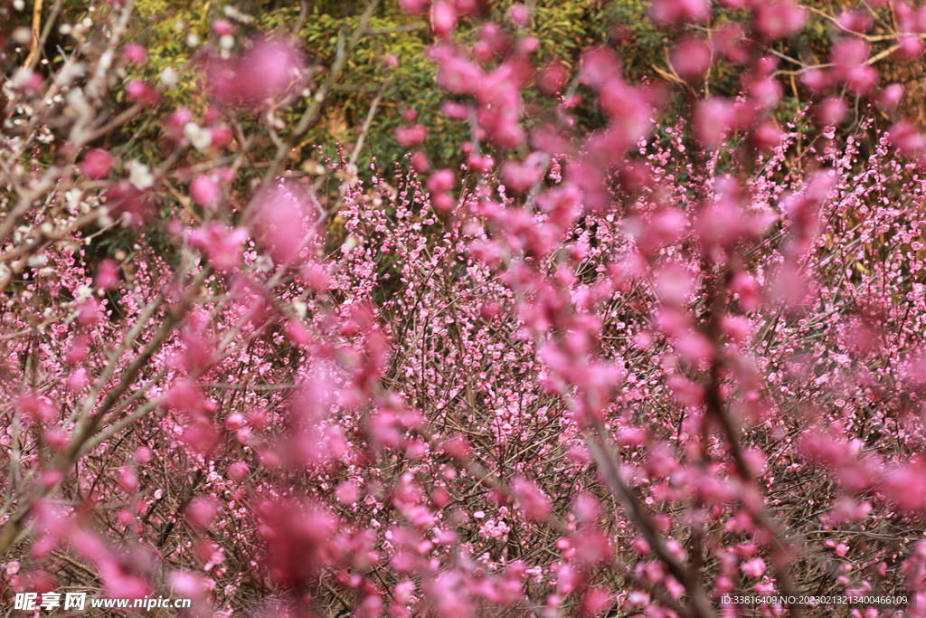 梅花
