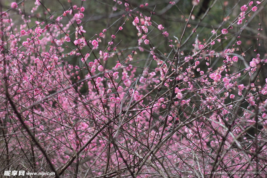 梅花