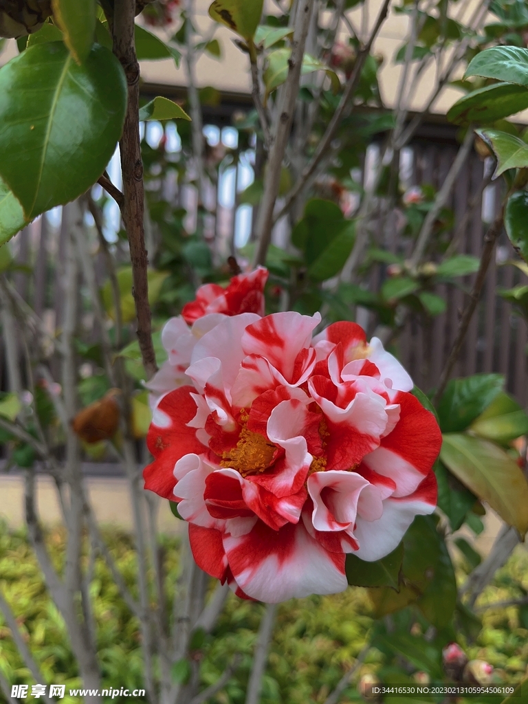 山茶花