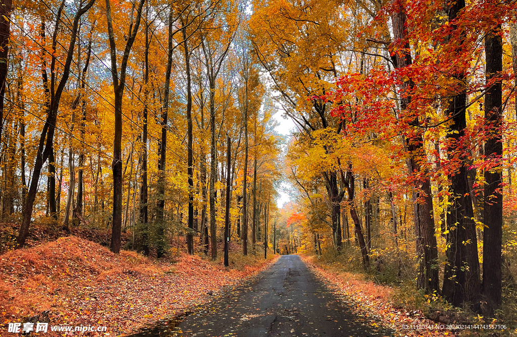 秋天树林道路自然风光