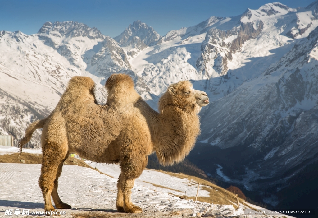 在雪山之巅的骆驼动物