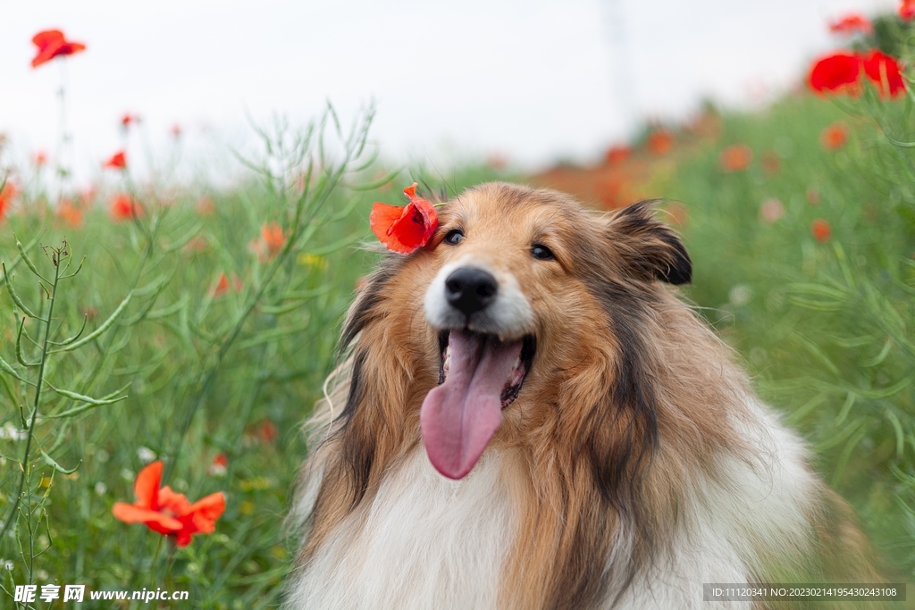 花丛中伸着舌头的狗狗