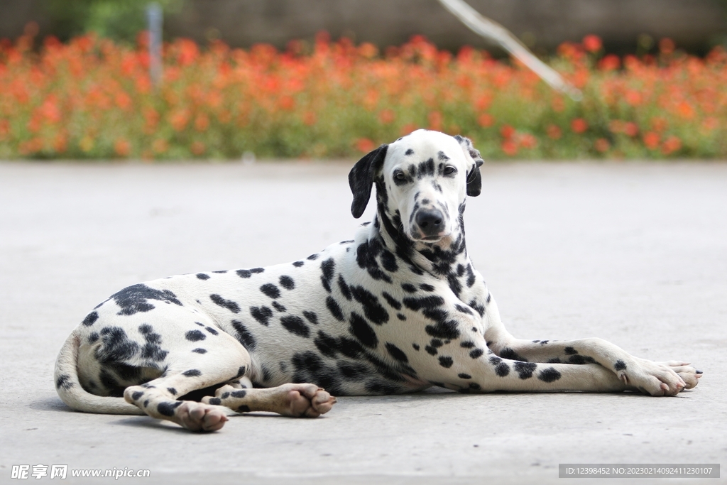 趴着的宠物犬