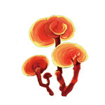灵芝