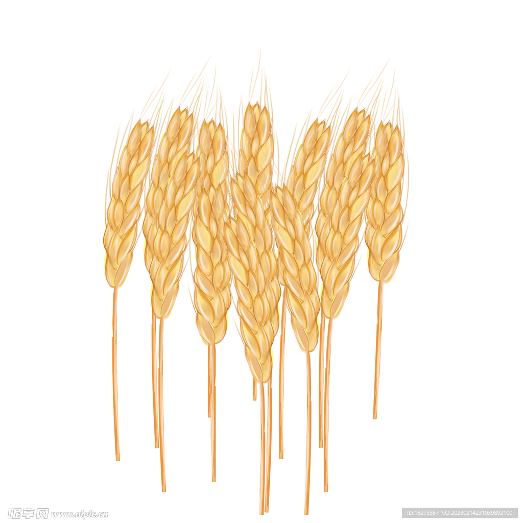 麦穗