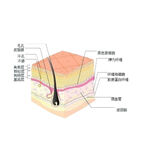 毛孔