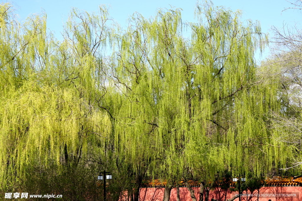 沈阳北陵公园春天的柳树