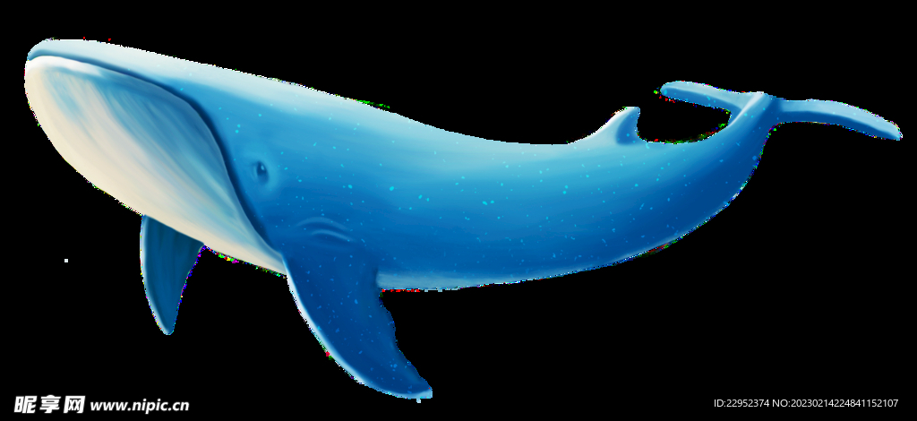 鲸鱼  蓝鲸 鲸