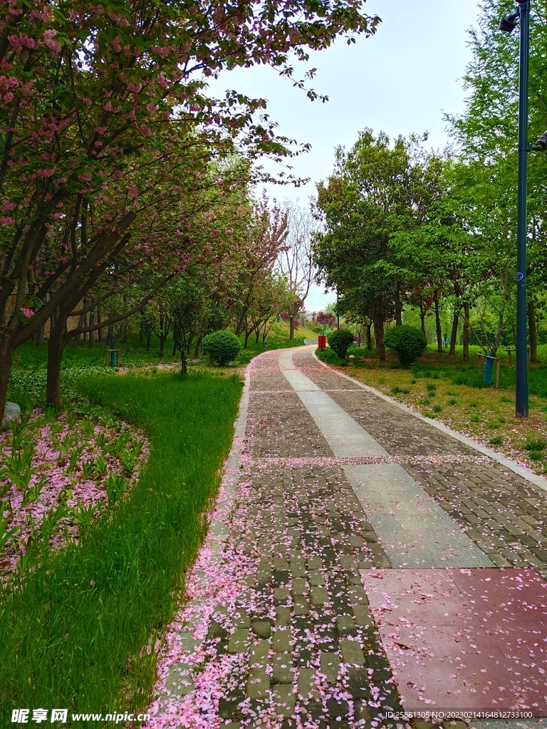 春日落花小路