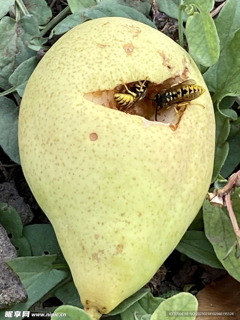 蜜蜂