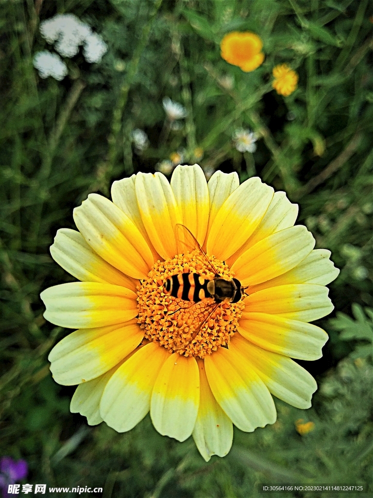 蜜蜂