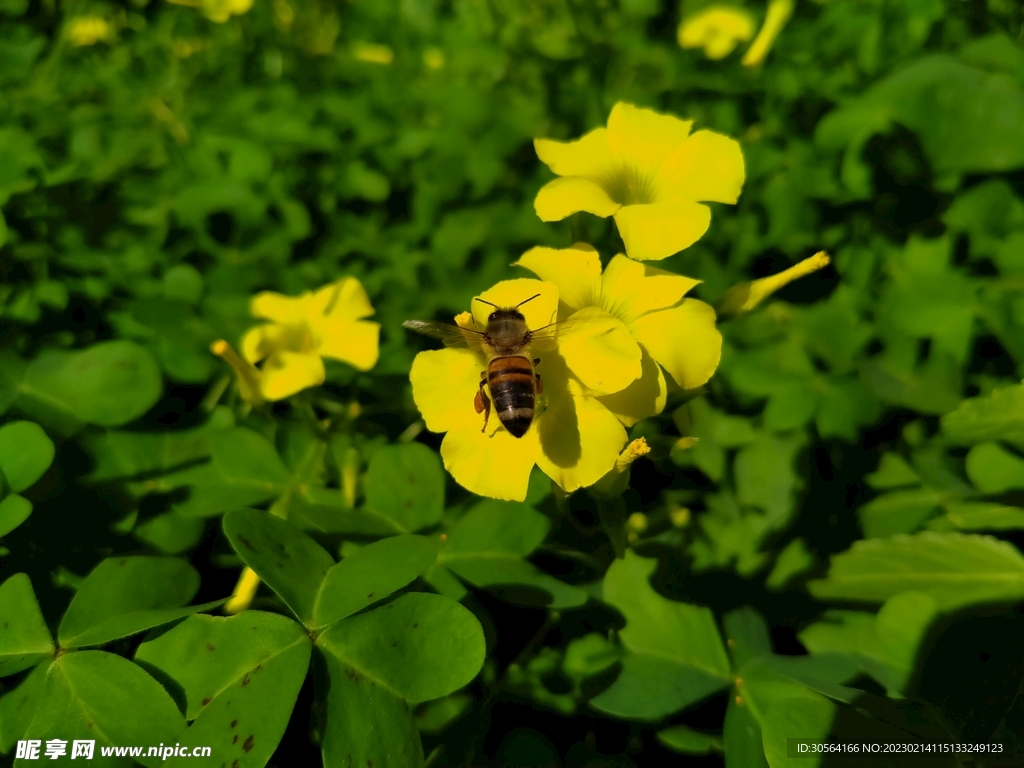 蜜蜂