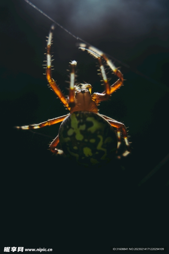 蜘蛛 
