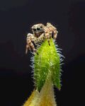 蜘蛛
