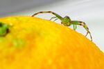 蜘蛛