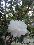 茶花