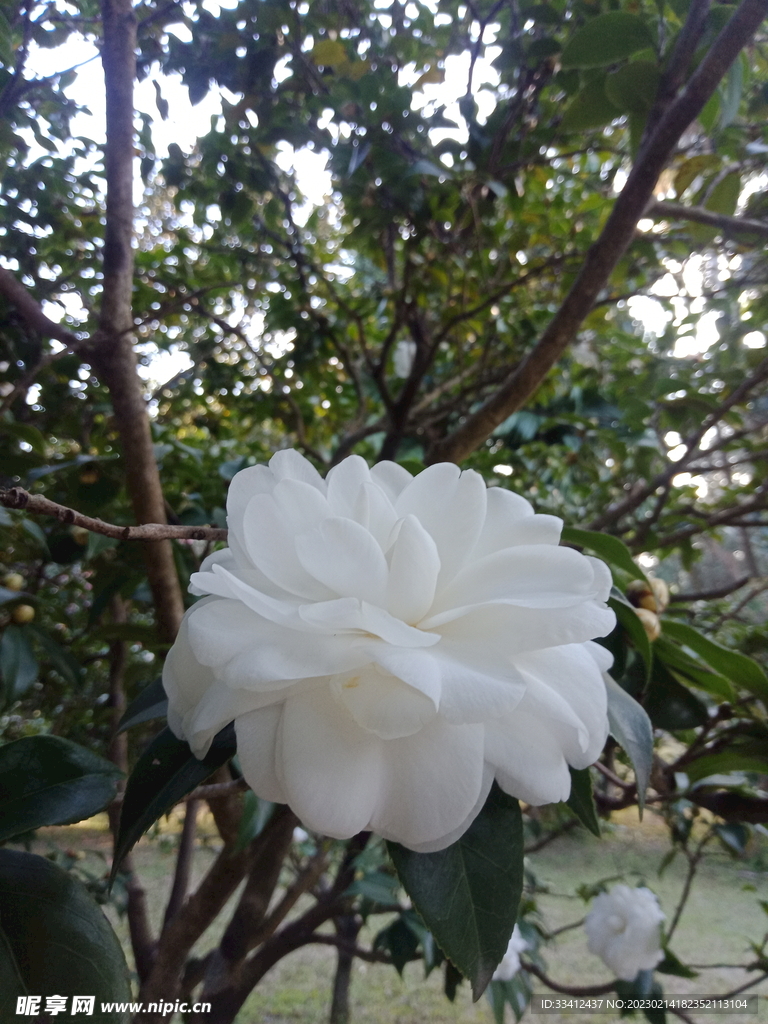 茶花