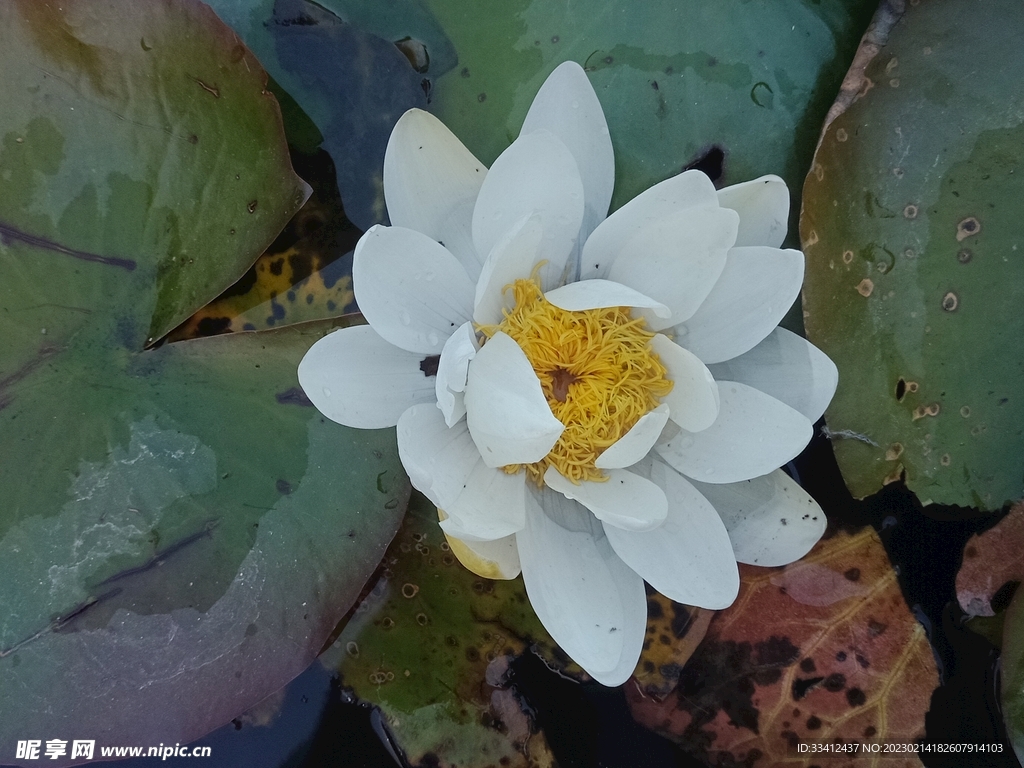 莲花