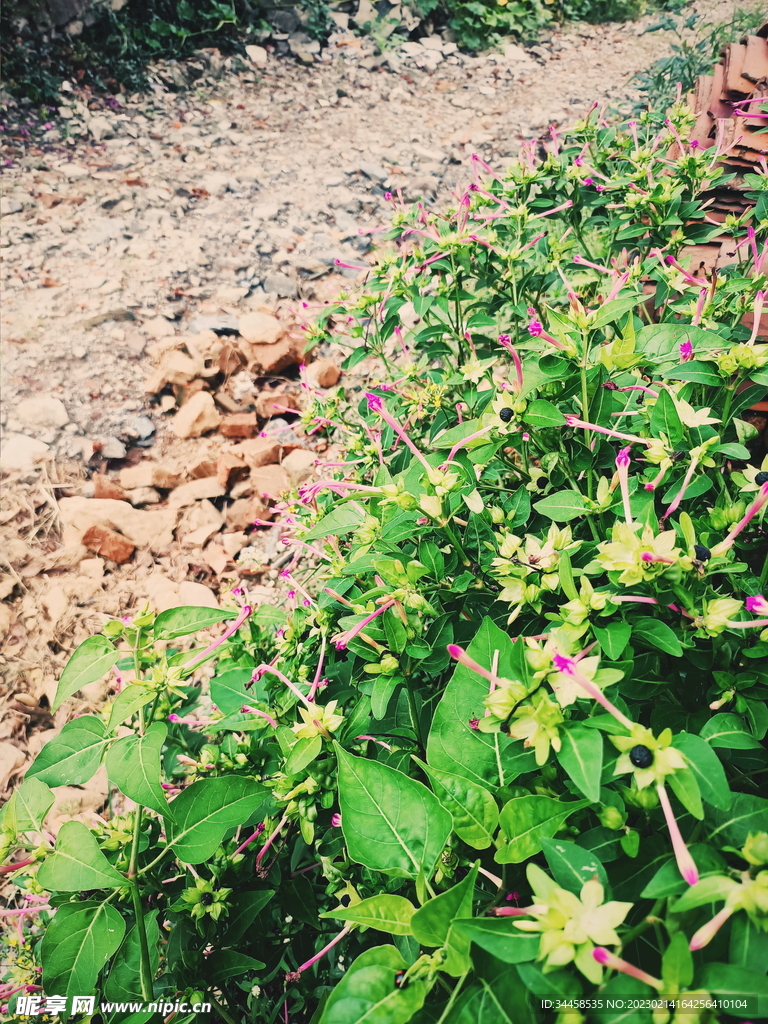 山间牵牛花小路