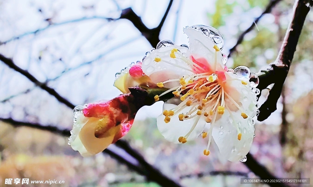 梅花