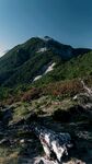 山坡上的枯木植被风光