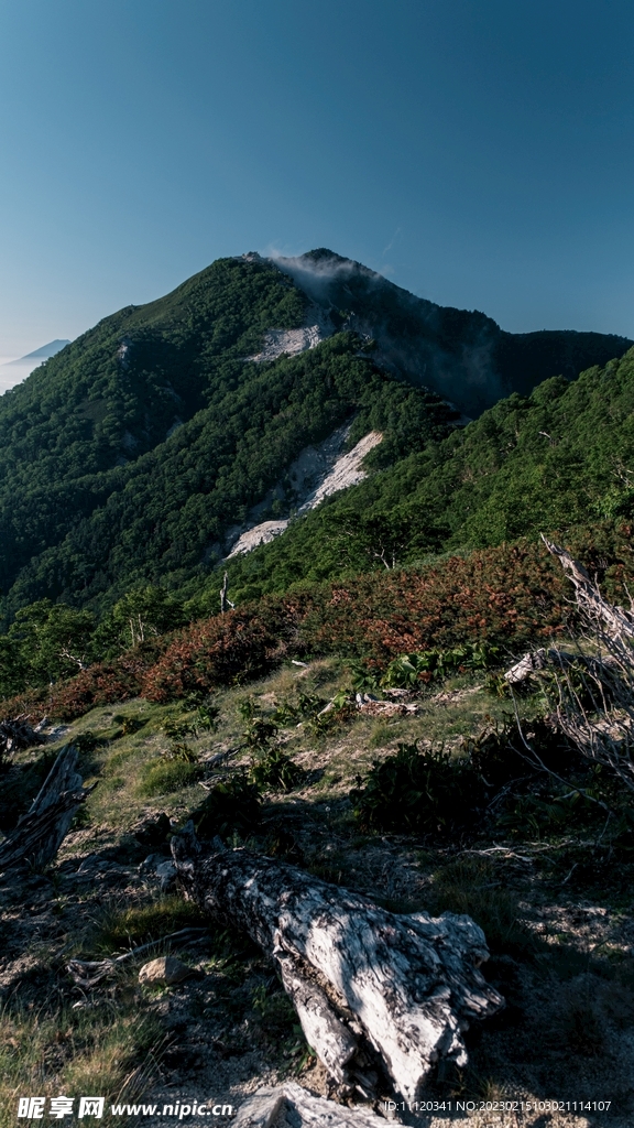 山坡上的枯木植被风光