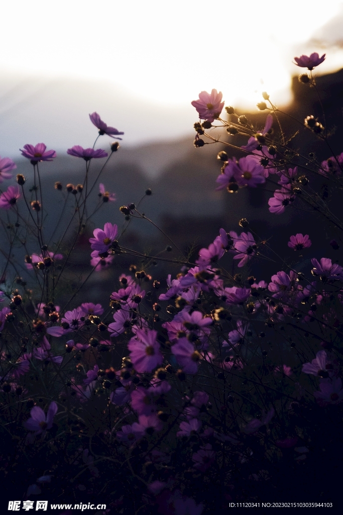 花卉植物特写耀眼逆光摄影