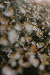 花田里盛开的菊花特写摄影