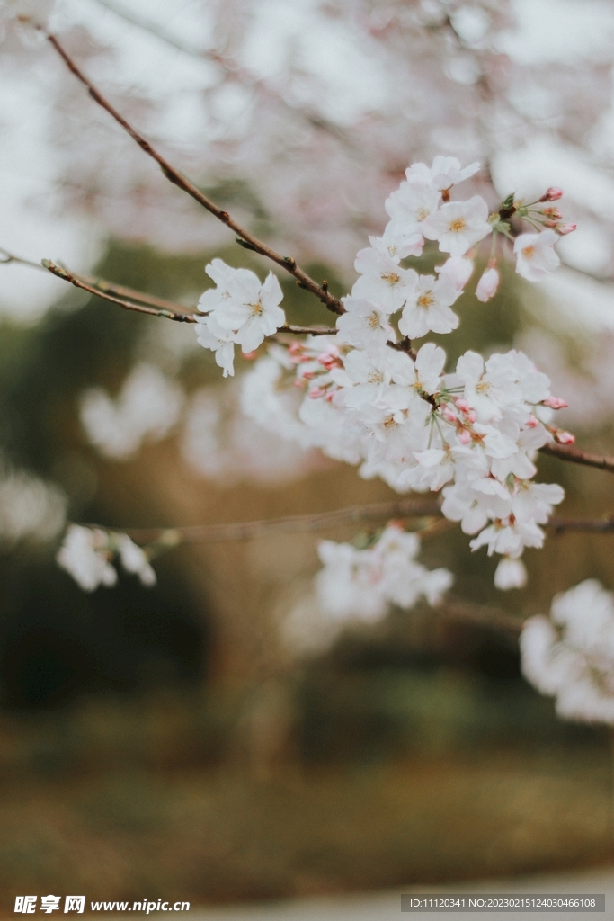 树枝上的樱花花朵特写
